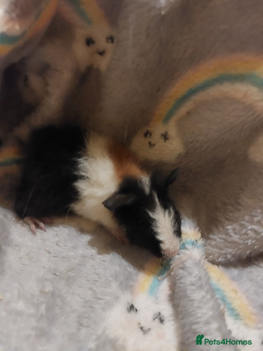 Guinea Pig rodents for sale: Beautiful guinea pigs  - Image 11