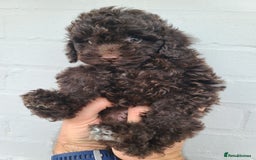 Cavapoo dogs for sale: Waitlist Jan/Feb 26.  F1B Cavapoo. Health Tested  - Advert 3