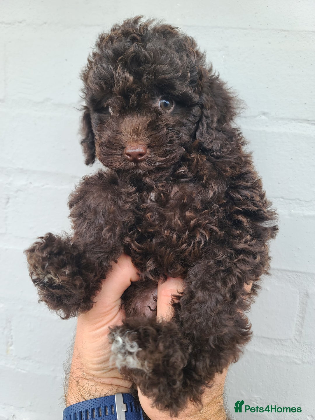 Cavapoo dogs for sale: Waitlist Jan/Feb 26.  F1B Cavapoo. Health Tested  - Advert 3