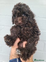 Cavapoo dogs - Advert 1