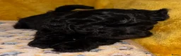 Cockapoo dogs for sale: Cockapoo in Ipswich - Advert 20