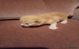 Mixed Breed cats for sale: Four mixed breed British short kittens - Image 13