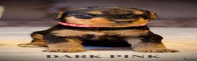 Airedale Terrier Puppy 10