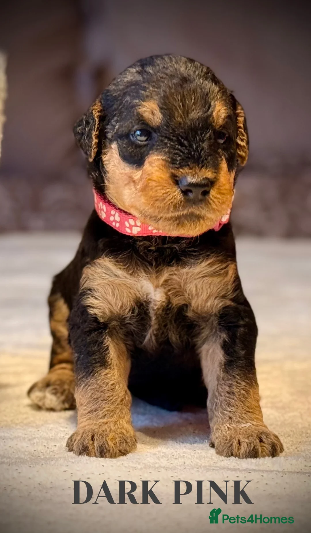 Airedale Terrier dogs for sale: ADORABLE AIREDALE PUPS FROM 5 ⭐️ LICENSED BREEDERS - Advert 8