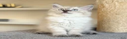 Ragdoll cats for sale: Ready Now - Lap Cat, Cuddly, Affectionate  - Advert 12