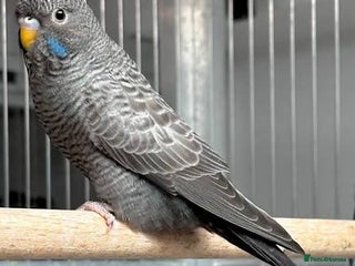 Budgerigars birds - Advert 1