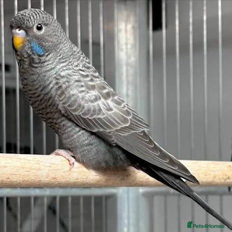 Budgerigars birds - Advert 1