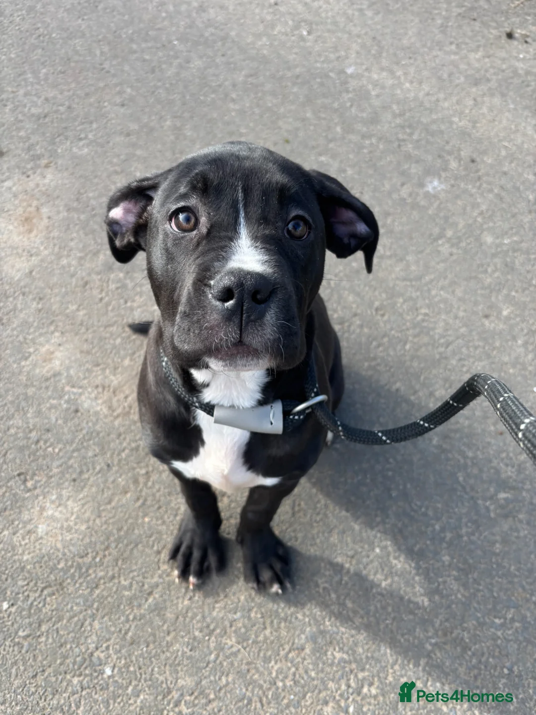 Cane Corso dogs for sale: Cane corso puppy  - Advert 2