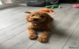 Cavapoo dogs for sale: Male Cavapoo for Sale - Image 2