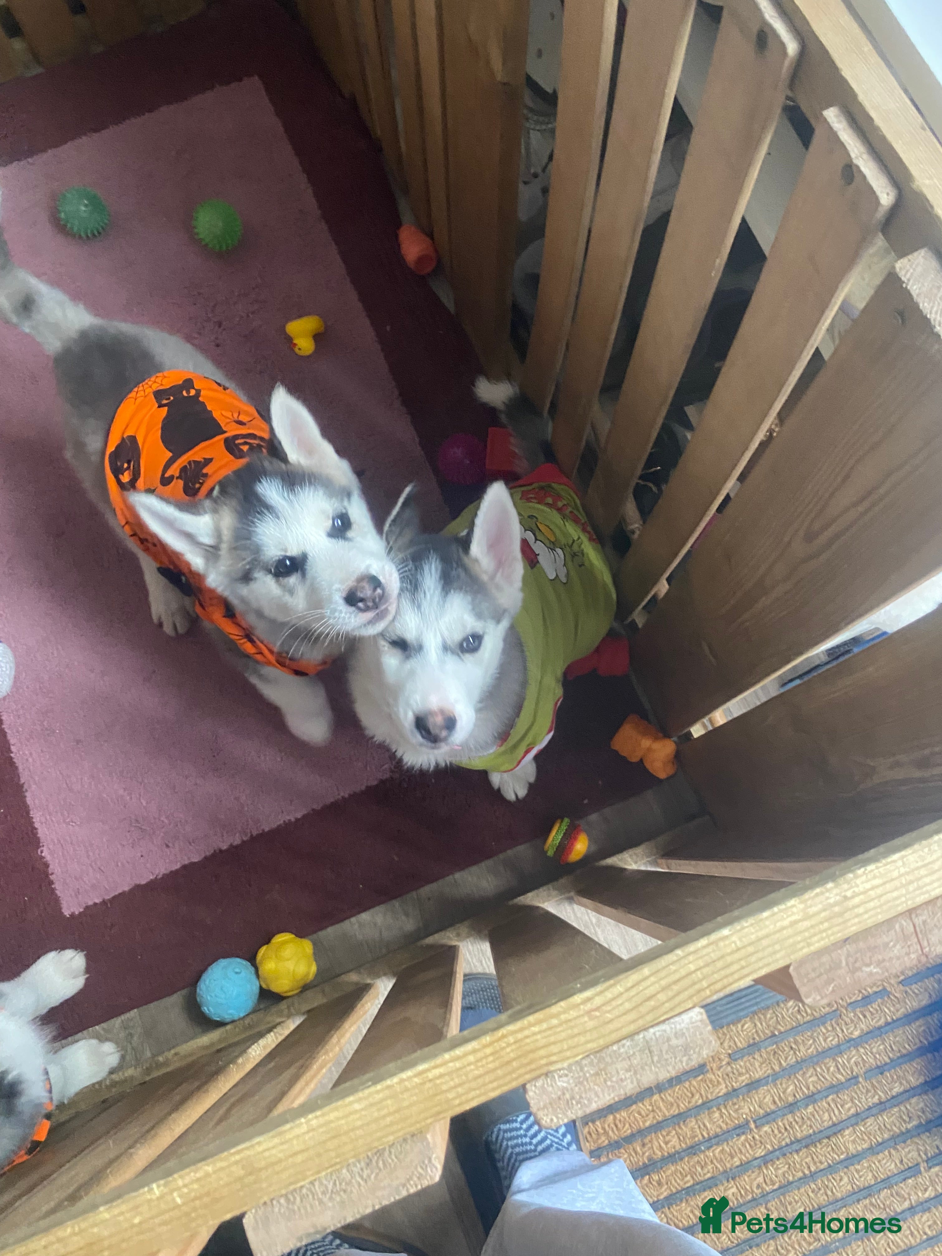 Siberian Husky dogs Siberian Husky puppies  - Advert 3