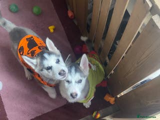 Siberian Husky dogs Siberian Husky puppies - Advert 1