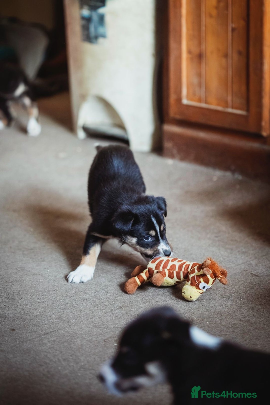 Border Collie dogs for sale: Welsh Collie puppies - Advert 8