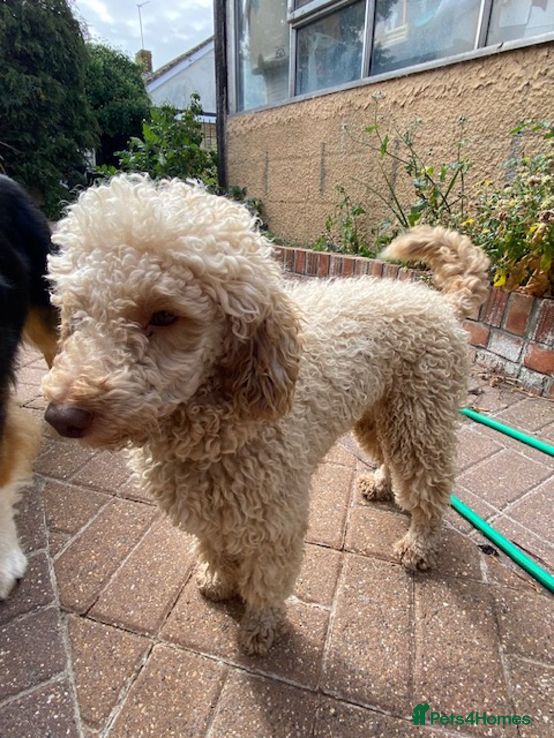 Miniature Poodle dogs for sale: 1.5 years old Miniature Poodle boy for loving home - Image 5