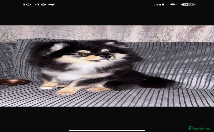 Pomeranian dogs Teddy bear miniature Pomeranian  - Advert 1