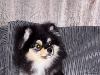 Pomeranian dogs Teddy bear miniature Pomeranian - Advert 14