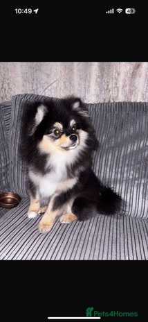 Pomeranian dogs Teddy bear miniature Pomeranian - Advert 1