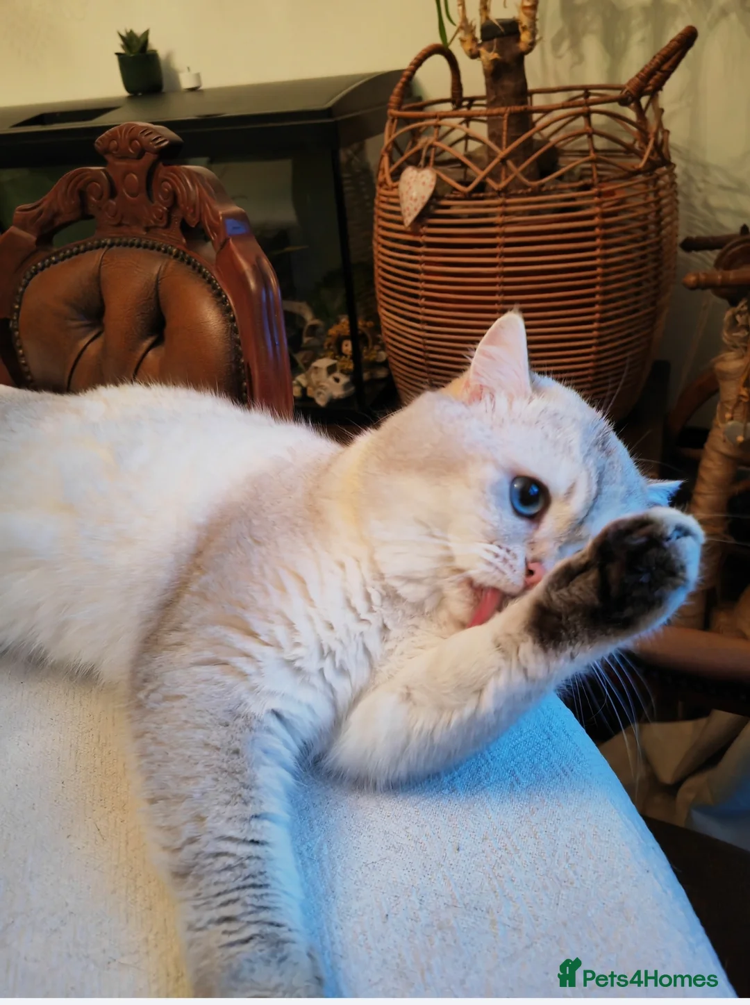 British Shorthair cats for stud: Zorro in Hereford - Advert 3