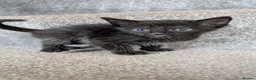 Maine Coon cats for sale: Beautiful Maine Coon/Bengal kittens in Wellingborough - Advert 12