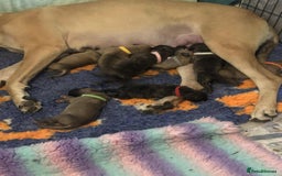 Great Dane dogs for sale: Amazing show quality Great Dane Puppies  - Advert 1