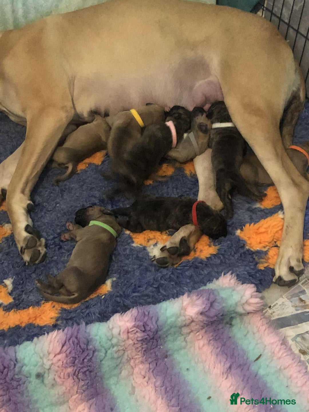 Great Dane dogs for sale: Amazing show quality Great Dane Puppies  - Advert 1