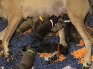 Great Dane dogs Amazing show quality Great Dane Puppies - Advert 13