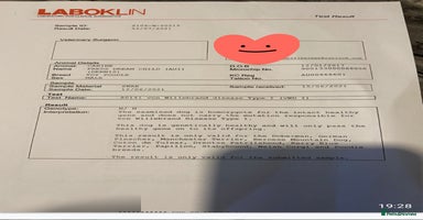 Toy Poodle dogs - Advert 12