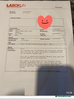 Toy Poodle dogs - Advert 12