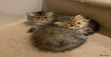 Persian cats - Advert 10