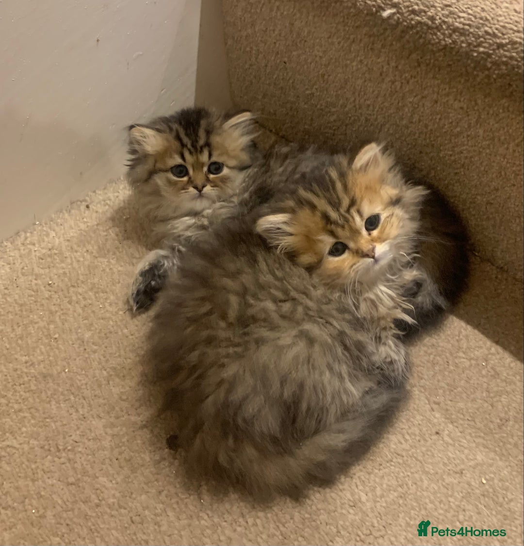 Persian cats for sale: 7 x beautiful persian kittens ready Thursday 14/08 - Image 3