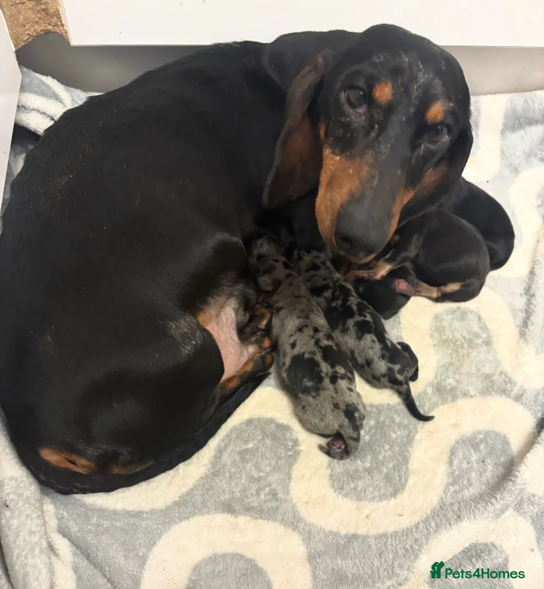 Jackshund dogs for sale: ‼️Beautiful Litter Of Jackshunds ‼️ - Advert 17