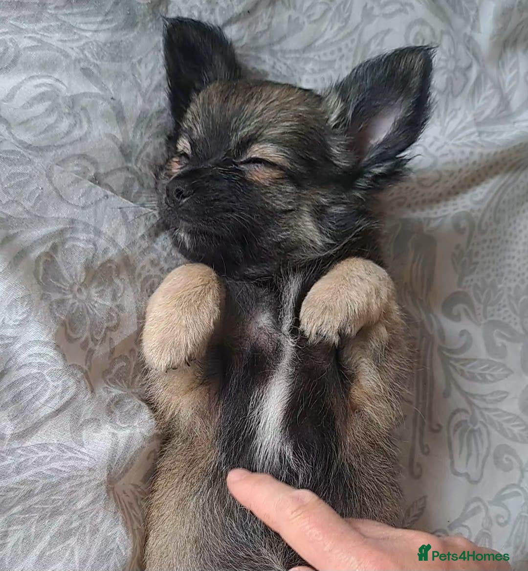 Chihuahua dogs *Last boy* long Coat Chihuahua male pup - Advert 9