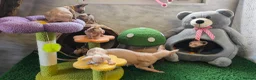 Sphynx cats for sale: Canadian Sphynx Tica registered,Blue eyes. - Advert 5