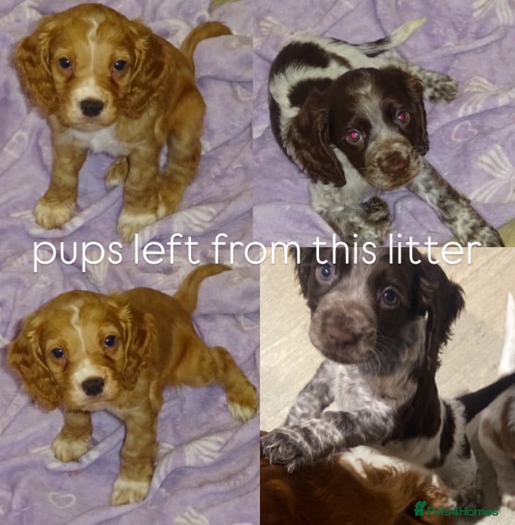 Cocker Spaniel dogs 4 Working Cocker Spaniel Puppies - Advert 21