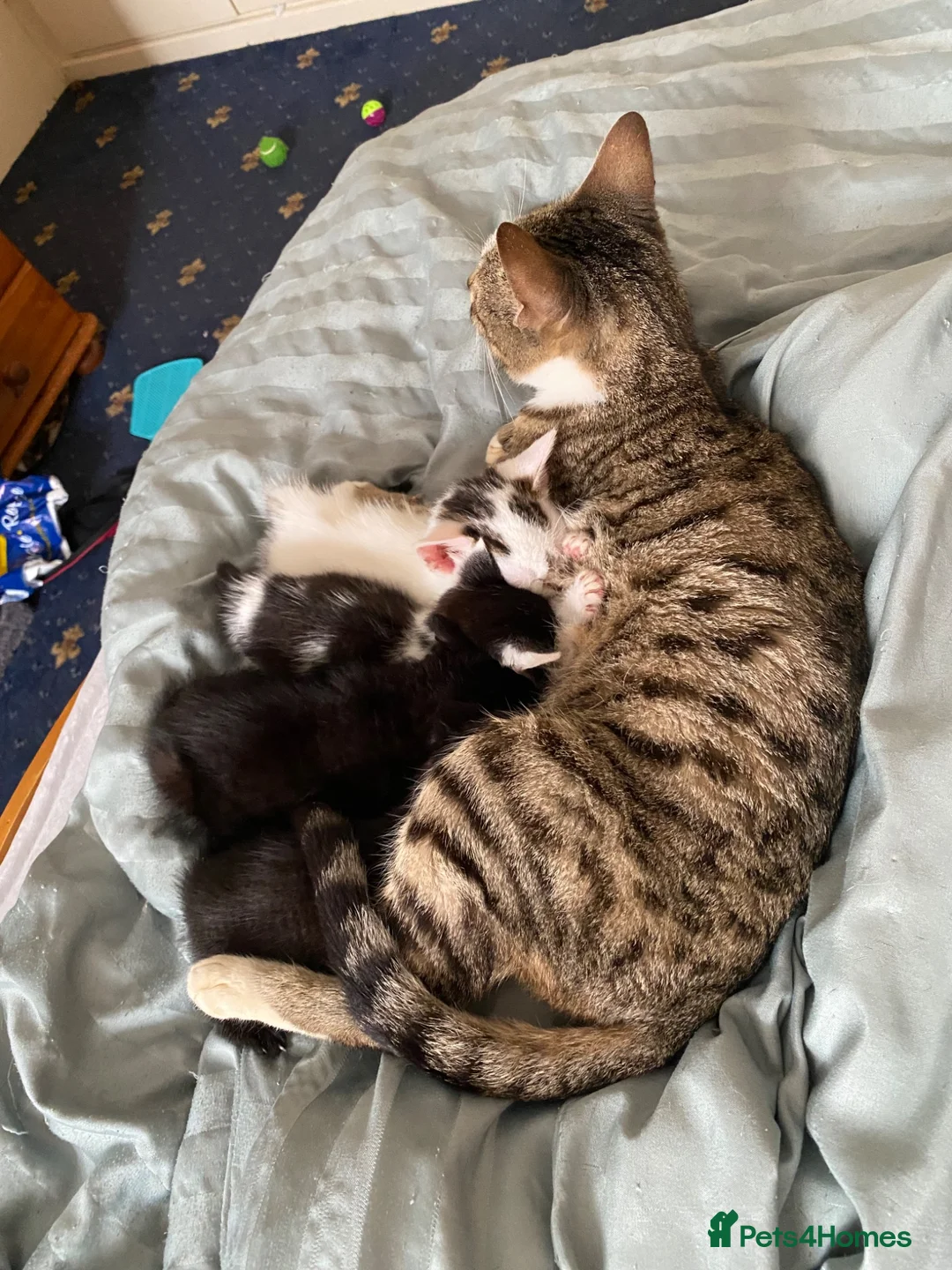 Mixed Breed cats for sale: Lovely friendly kittens Bengal x  - Advert 1