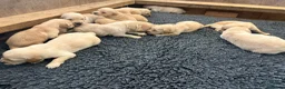 Golden Retriever dogs for sale: Golden Retriever Puppies  - Advert 18
