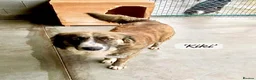 Mixed Breed dogs for adoption: Kiki, 6 yrs approx. Reserved STC. - Advert 6