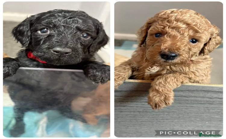 Cavapoochon dogs Cavapoochon  - Advert 9