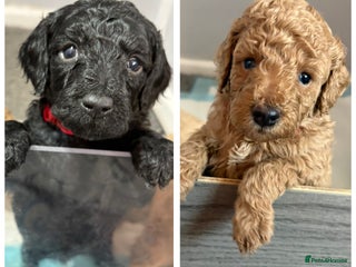 Cavapoochon dogs Cavapoochon - Advert 2