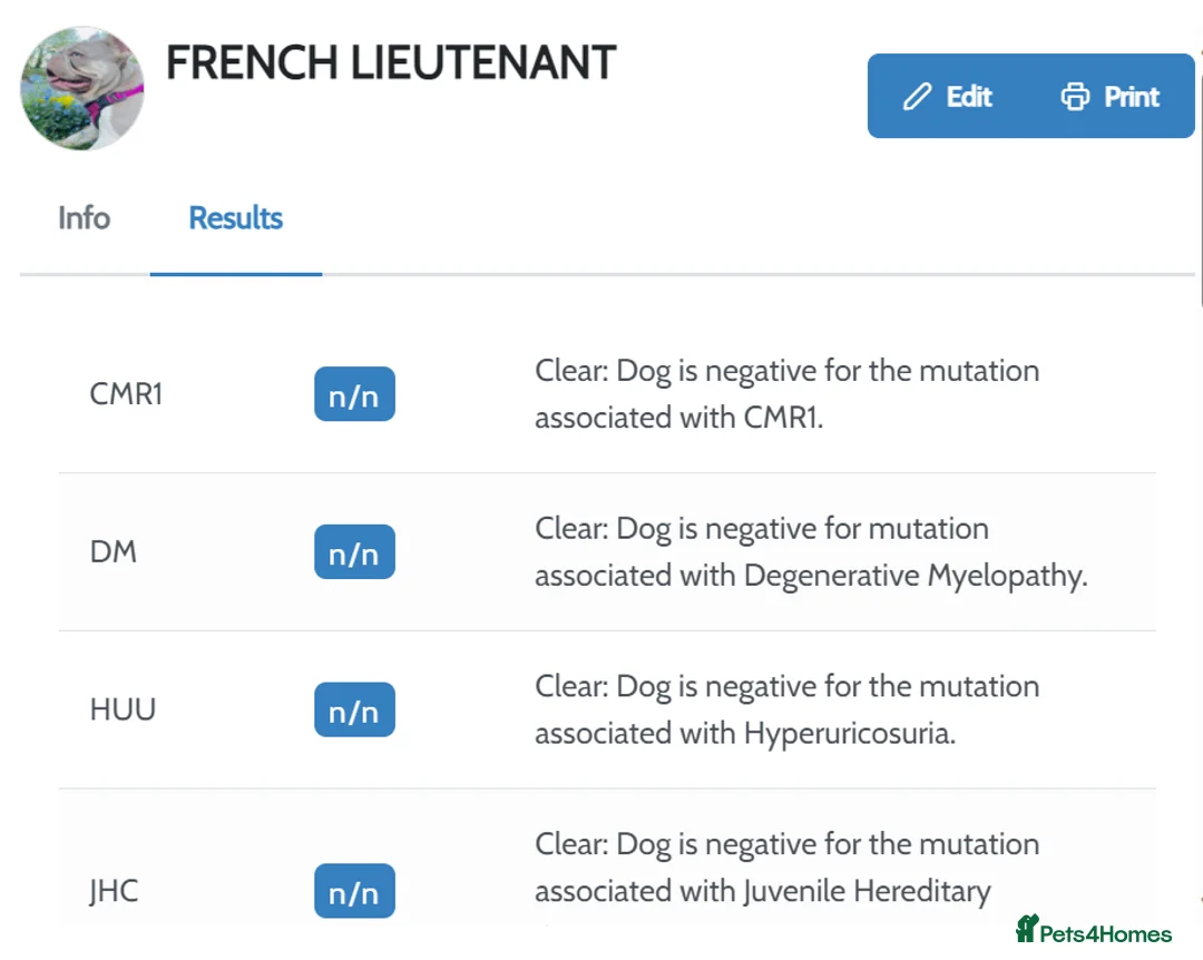French Bulldog dogs for stud: ⭐️KCREG 4 PANEL CLEAR NEW SHADE ISABELLA PIED STUD in Gunnislake - Advert 15