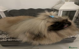 Pekingese dogs for stud: Kc registered Pekingese for stud duties in Truro - Image 7