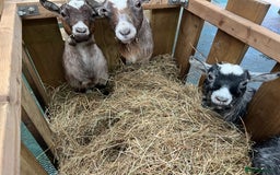 Goats livestock for sale: Pygmy nanny’s disbudded CAE and johnnes tested - Image 5