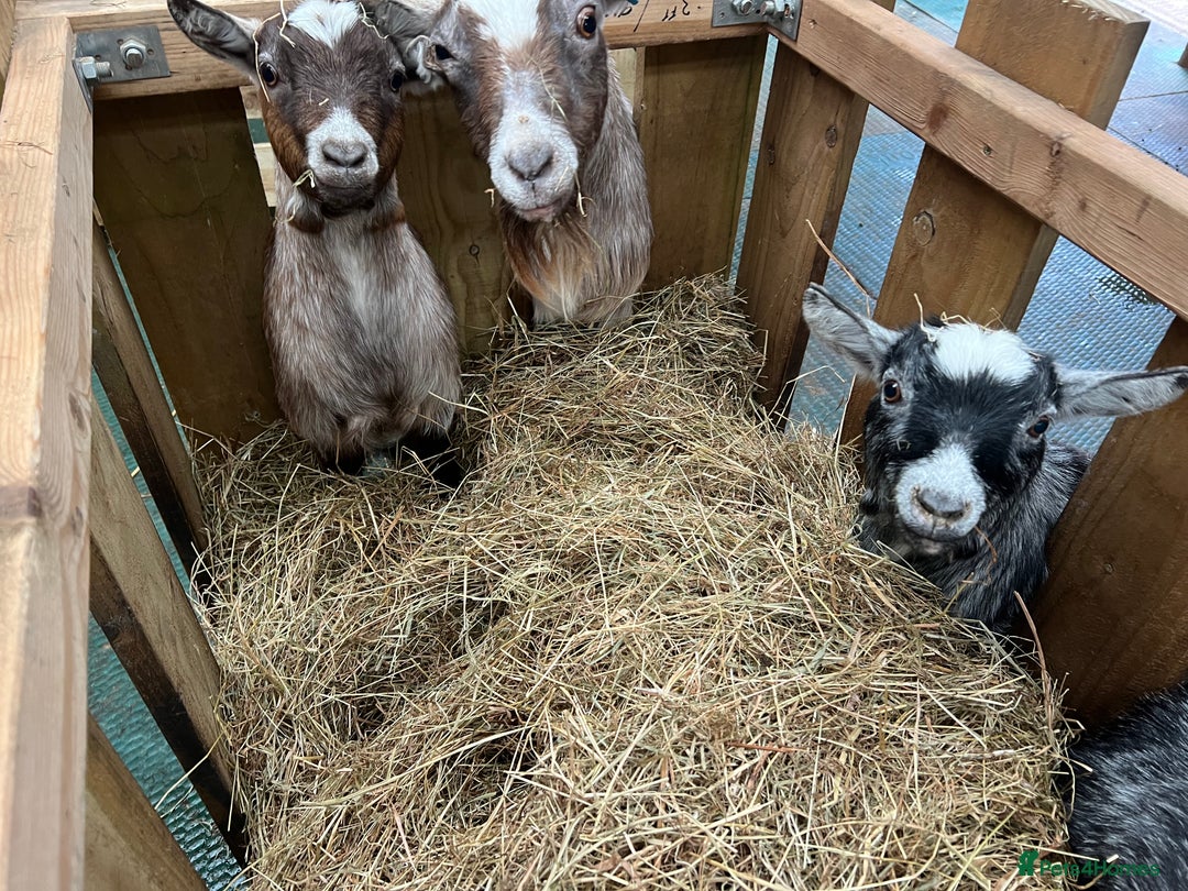 Goats livestock for sale: Pygmy nanny’s disbudded CAE and johnnes tested - Image 5