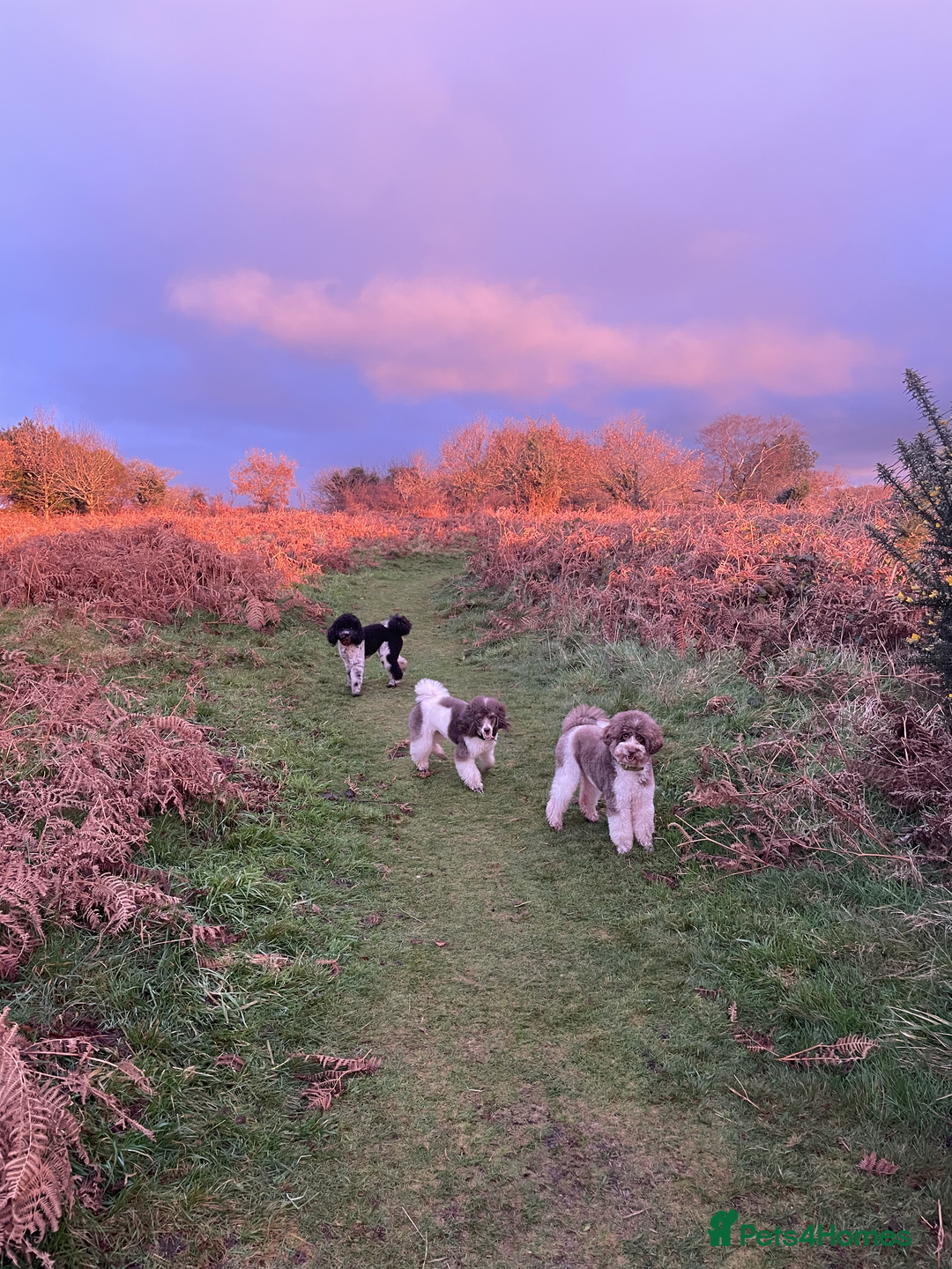 Miniature Poodle dogs for sale: Gorgeous Miniature Poodle puppies - Advert 5