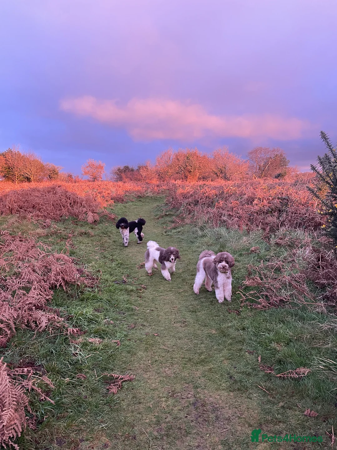 Miniature Poodle dogs for sale: Gorgeous Miniature Poodle puppies - Advert 5