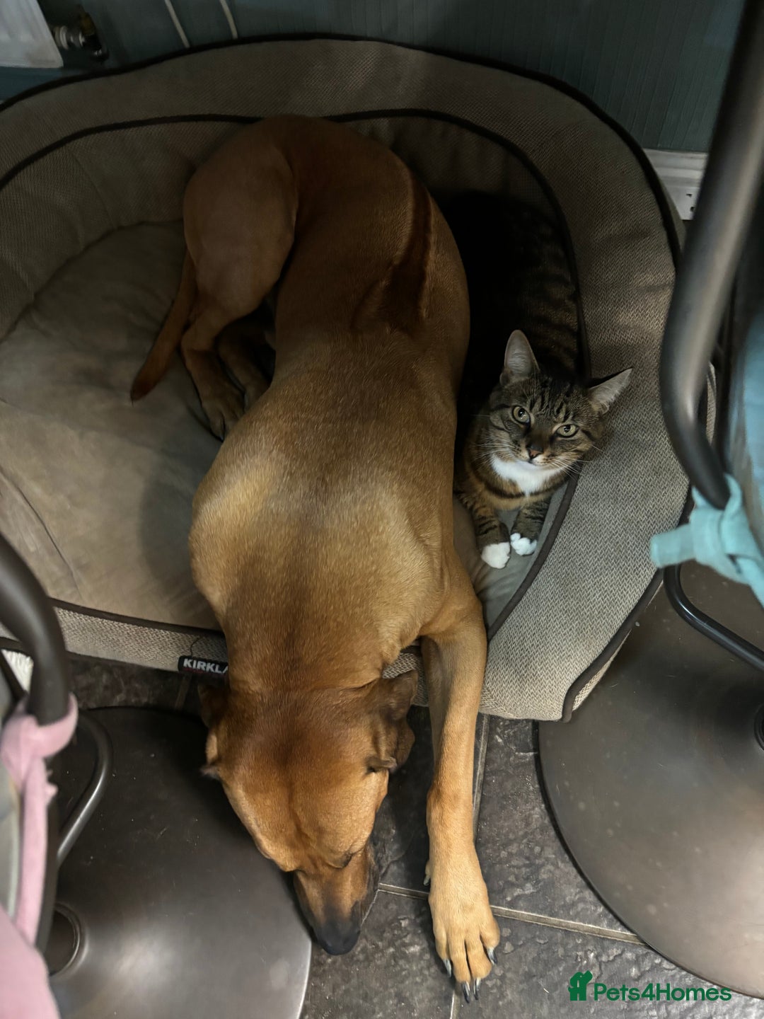 Rhodesian Ridgeback dogs for stud: Rhodesian Ridgeback - Advert 16