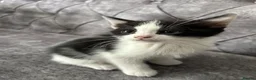 Domestic Shorthair cats for sale: 🐾Fluffy black and white kittens🐾 - Advert 22