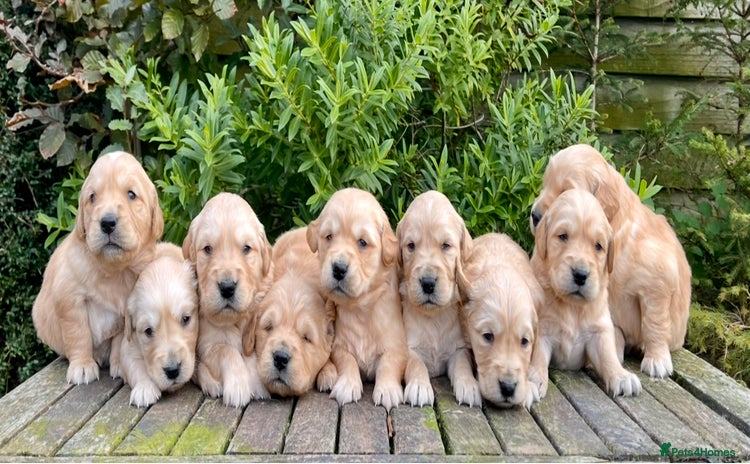 Golden Retriever dogs - Advert 2