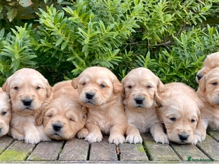Golden Retriever dogs - Advert 1