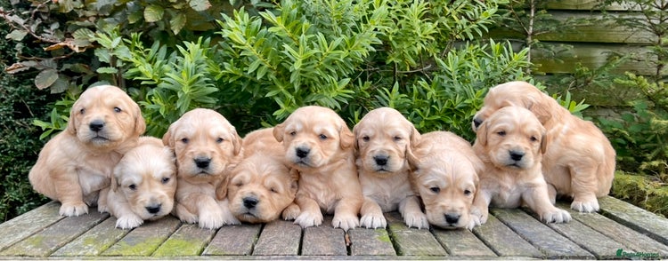 Golden Retriever dogs - Advert 1