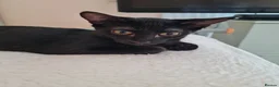Oriental cats for sale: Oriental kittens for sale (4 ready now!) - Advert 2